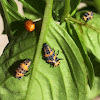 Ladybug larvae and pupa