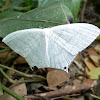 Micronia moth