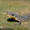 Bosca's newt,Tritão de ventre laranja