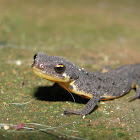 Bosca's newt,Tritão de ventre laranja