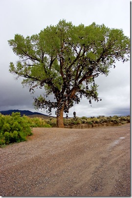 shoetree