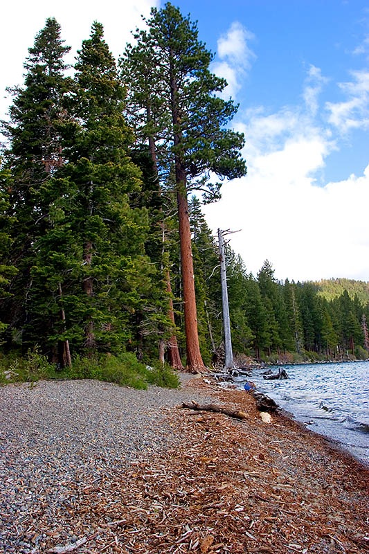 [fallen leaflake1[4].jpg]