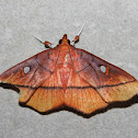 Midiline moth