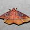 Midiline moth