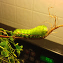 Io Moth Caterpillar
