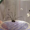 Black Forest Spider