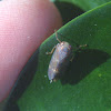 Leafhopper, female
