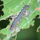 Forest Tent CaterpillarCommon Name