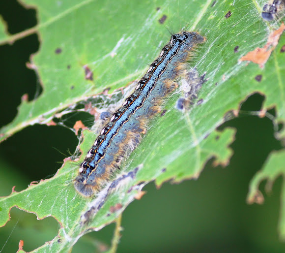 Forest Tent Name Project Noah