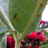 Ladybug  larva