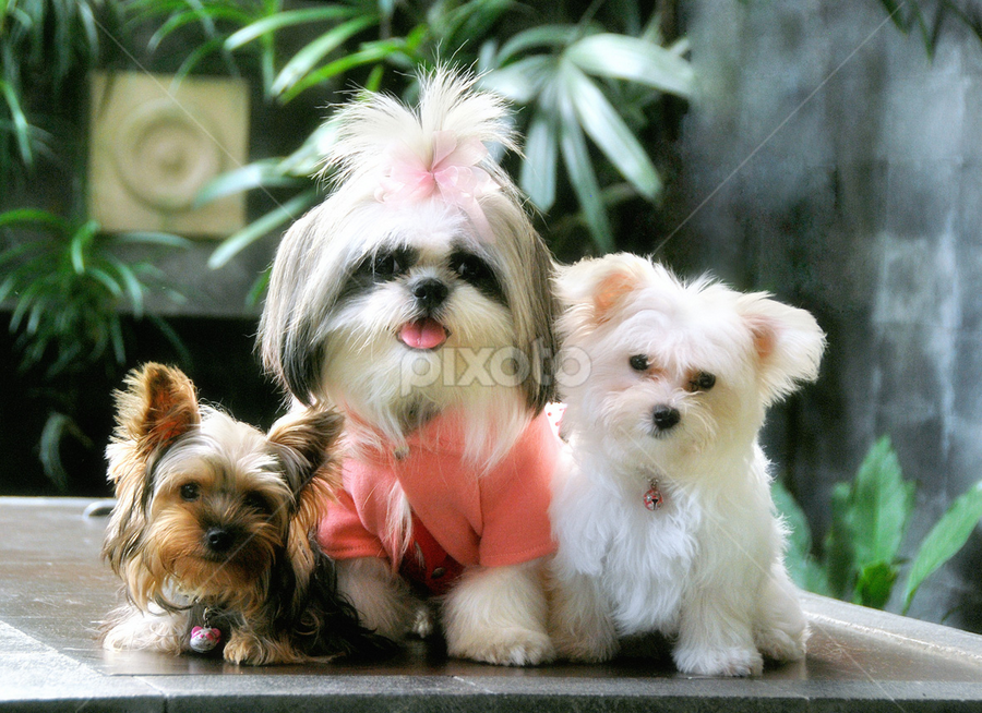 trio lovely by Johann Nicholas - Animals - Dogs Portraits