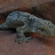 Wahlberg's Velvet Gecko