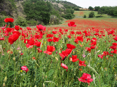 [Nouvelle collection] citation fleur coquelicot 887678-Citation  fleur coquelicot