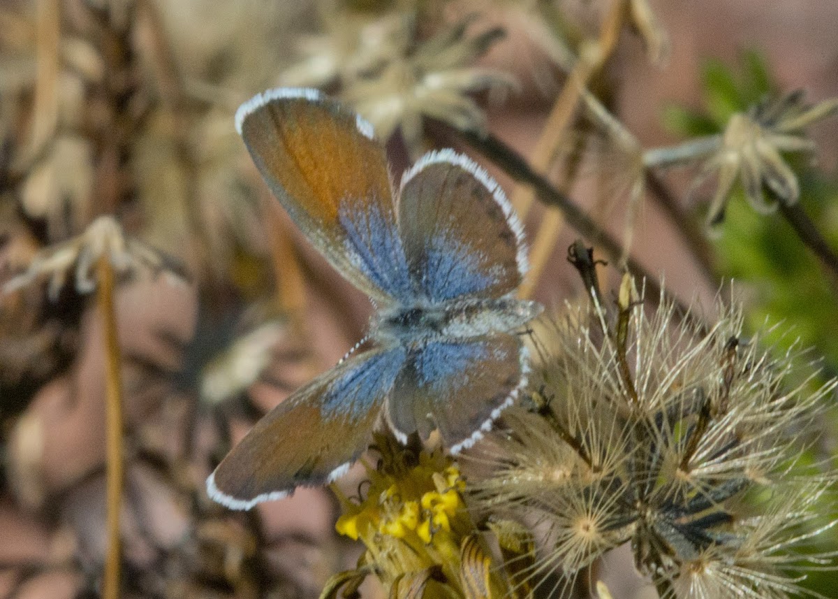 Western Pygmy Blue Butterfly
