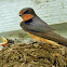 Barn Swallow