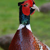 Ring-necked (Common) Pheasant