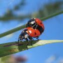 Seven-Spotted Ladybugs Mating