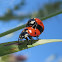 Seven-Spotted Ladybugs Mating