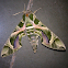 Oleander Hawk Moth