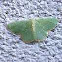 White-barred Emerald Moth (Geometrid)