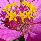 Striped garden caterpillar moth