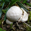 Puff Ball Mushroom