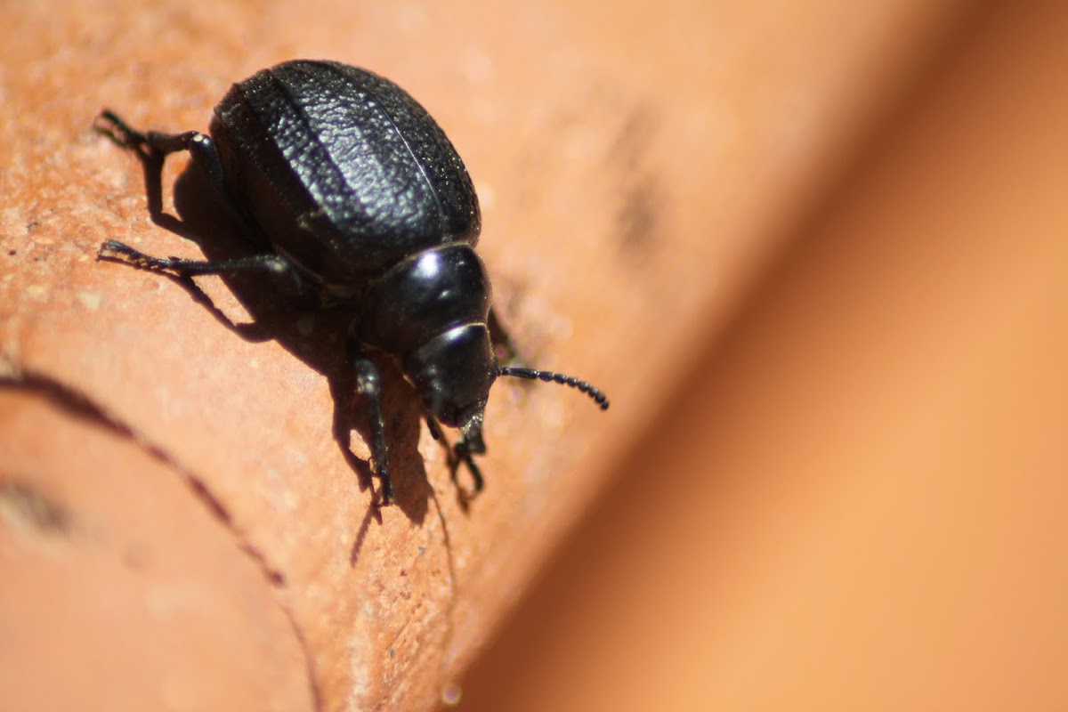 Pimelia sp. Beetle