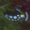 Clown Triggerfish