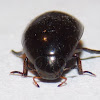 Water Beetle.