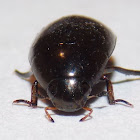 Water Beetle.