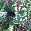 black throated sunbird