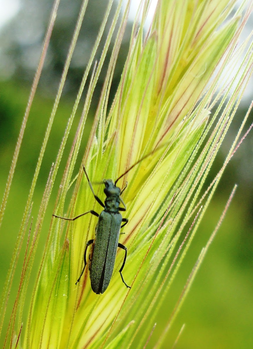 Flower Beetle Oedemera flavipes ♀