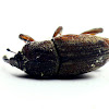 Granary Weevil