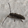 Long Horn Beetle