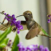 Anna's Hummingbird