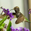 Anna's Hummingbird