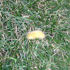 Yellow Bear or Virginia Tiger Moth Caterpillar