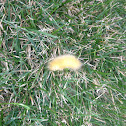 Yellow Bear or Virginia Tiger Moth Caterpillar