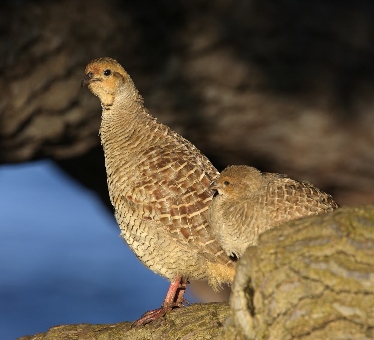 Grey Francolin