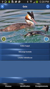 Oiseau Id: Oiseaux de France(圖4)-速報App