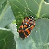 Harlequin Bug