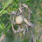 Argiope aurantia egg sac.