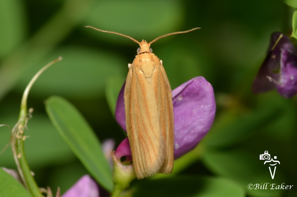 Clemens' Clepsis Moth