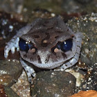 Hasselt's toad