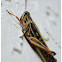 American Birdwing Grasshopper