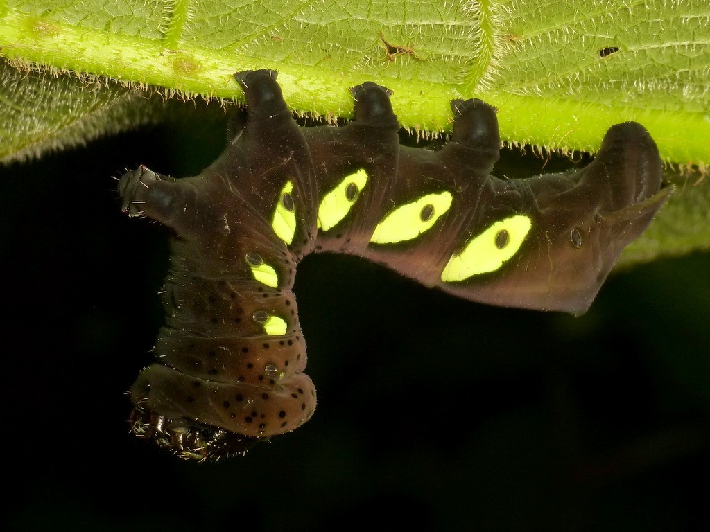 Sphinx moth caterpillar