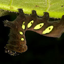 Sphinx moth caterpillar