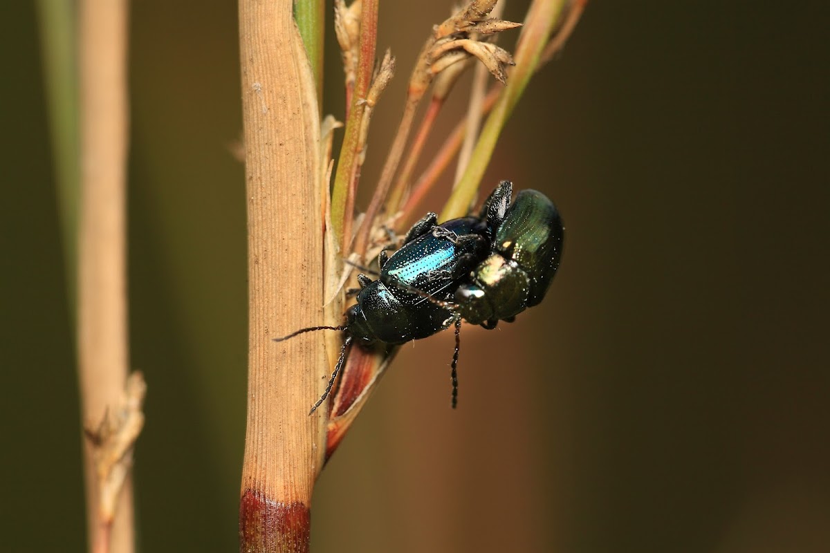 Chrysomelidae beetle