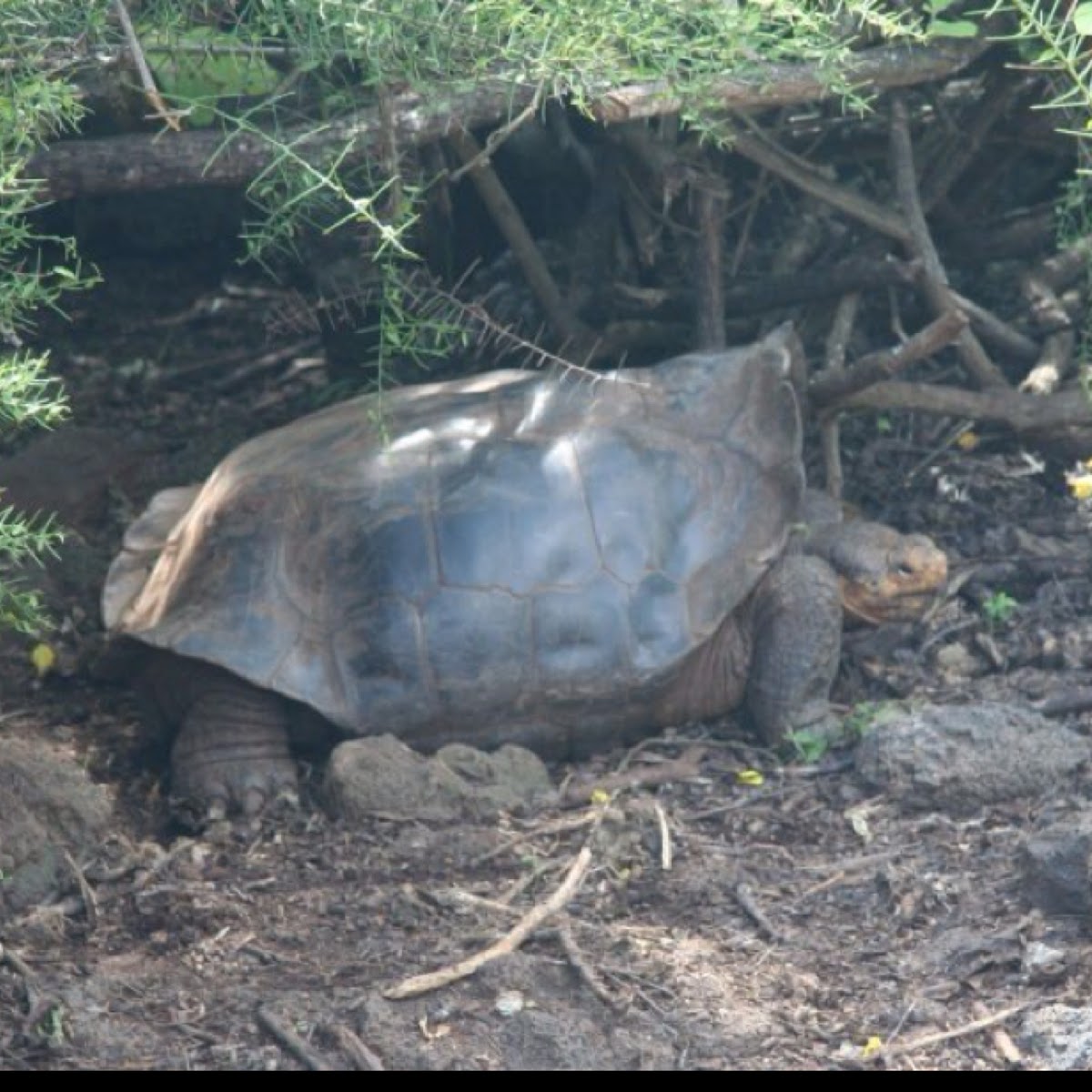 Spanish saddle shelled Galapagos giant tortoise