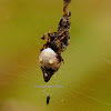 Trash line Orb Weaver Spider